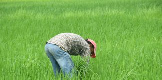 El FEGA publica un resumen de condiciones del requisito de agricultor activo agricultor