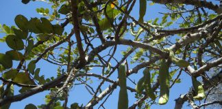 Las cooperativas alertan del “desmesurado” aumento de los robos agrícolas