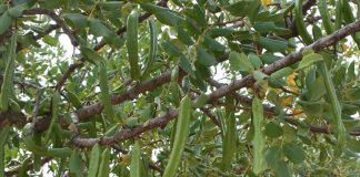 Denuncian robos de algarrobas todavía verdes y sin ningún tipo de valor comercial algarrobas