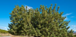 ¿Por qué la algarroba ha aumentado considerablemente su precio? algarrobo