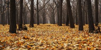 Bosques en riesgo por cambio climático bosque