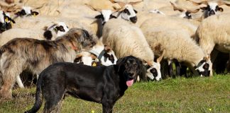 Críticas al proyecto de ley de protección de animales por «poner en jaque la tarea de los perros pastores»