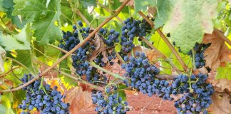 Comienza este viernes por la noche a vendimiar las vides más afectadas por el calor