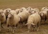 Presentado el Plan para el Mantenimiento y Desarrollo de la Ganadería Extensiva de Castilla-La Mancha ovino rebaño
