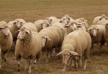 Presentado el Plan para el Mantenimiento y Desarrollo de la Ganadería Extensiva de Castilla-La Mancha ovino rebaño