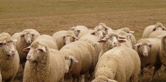 ¿Cómo está afectando la sequía a los diversos sectores ganaderos españoles? ovino rebaño