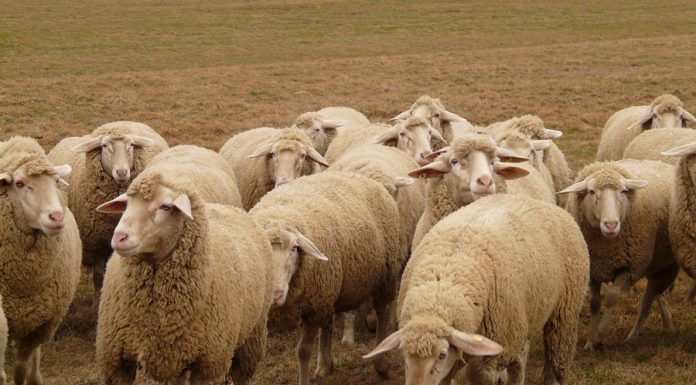 Presentado el Plan para el Mantenimiento y Desarrollo de la Ganadería Extensiva de Castilla-La Mancha ovino rebaño