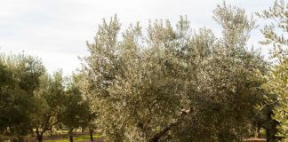 Las últimas lluvias, un «respiro» para el olivar olivar