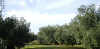 Alerta de que la sequía podría reducir la cosecha de la aceituna a la mitad en una principal provincia productora olivar