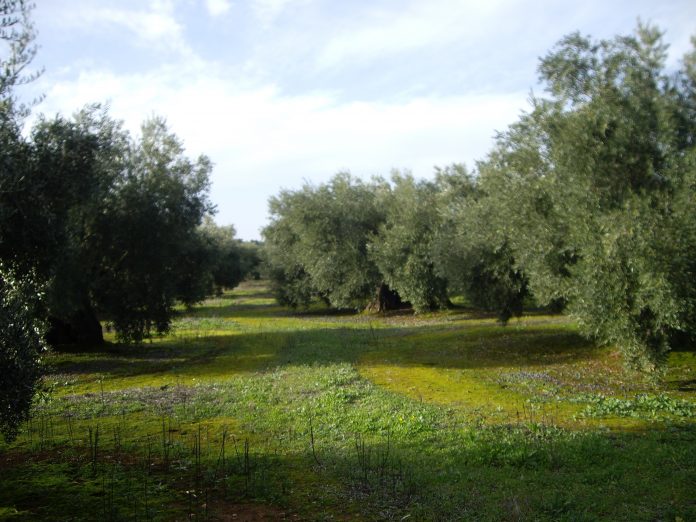 olivar