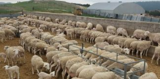 VOX exige un plan de choque urgente contra la lengua azul ovejas