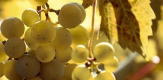 Comienza la vendimia de la variedad de uva más cordobesa Pedro Ximénez