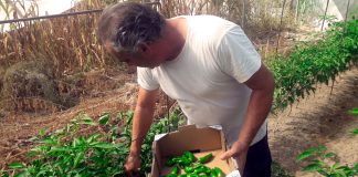 Floricultores de las marismas sevillanas de Lebrija, de cultivar flores a fruta tropical o pimientos pimientos
