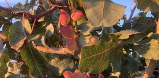 Detectan manchas de Septoria en pistacheros de Castilla-La Mancha pistachos