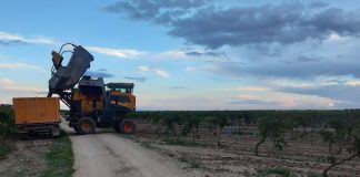 El mayor grupo cooperativo de vino español arranca su vendimia vendimia