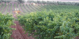 La Denominación de Origen más grande de España arranca una vendimia marcada por la reducción de cosecha uva viña