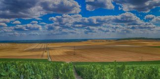 15.000 españoles trabajarán en la vendimia francesa por 10,85 euros la hora vendimia francesa