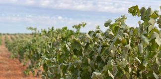 Nuevo pago de ayudas de la reestructuración de viñedo en Castilla-La Mancha viñedo