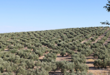 Una universidad busca desarrollar variedades de olivo más rentables y versátiles olivar andaluz