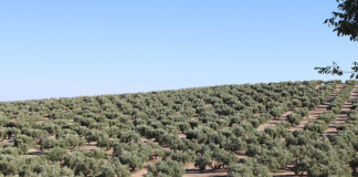 Las obligaciones de la PAC ponen en riesgo a los olivares por peligro de incendio olivar andaluz
