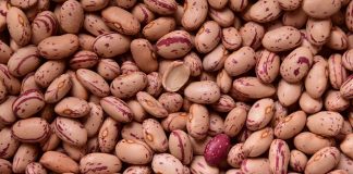 Finaliza la campaña de alubias “más complicada de la historia” alubias