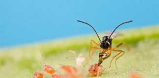 Koppert mostrará en Fruit Attraction el éxito de su estrategia para el control biológico de pulgón