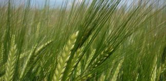 Agromonegros presenta sus variedades para mejorar la cosecha de cereales