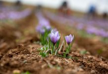 Presentan el Plan Estratégico Nacional del Azafrán para intentar salvar el cultivo azafrán