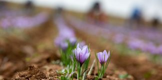 Presentan el Plan Estratégico Nacional del Azafrán para intentar salvar el cultivo azafrán