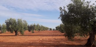Agricultores extremeños piden ayudas directas para la vid y el olivo de secano por la caída de la cosecha, los bajos precios y los elevados costes olivar de secano