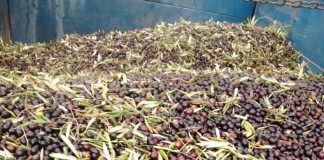 Recomienda a los agricultores contemplar dejar la aceituna de verdeo para molino, “porque les resultará más rentable” aceitunas