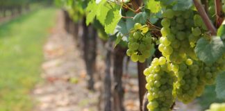 Hace público las bodegas que no pagan la uva a los viticultores de la Denominación de Origen Rueda verdejo