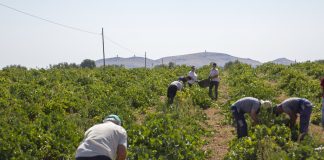 El Salario Mínimo Interprofesional vuelve a enzarzar a sindicatos y ASAJA Ciudad Real vendimia