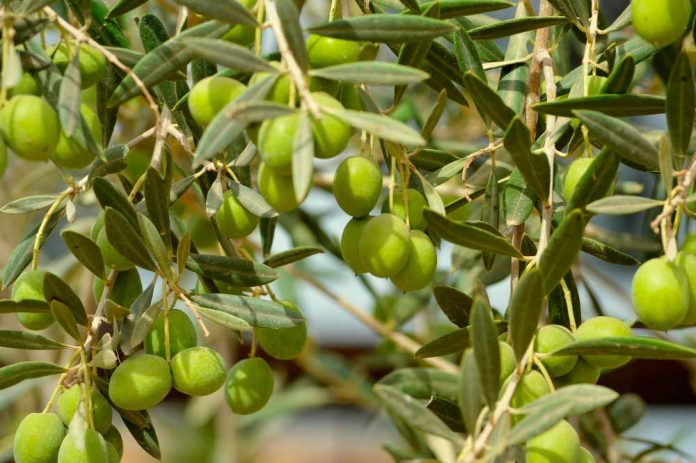 aceituna de mesa