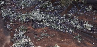 Vaticina un escenario de precios altos por las malas previsiones del olivar en toda Europa