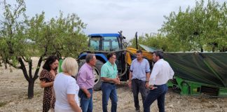 Murcia, tercera productora de almendra de España, pese a las lluvias intensas de primavera y a la sequía