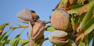 Subida lineal de 5 céntimos/kilo para todas las variedades de almendra almendro