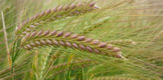 El cereal nacional se está vendiendo 10 euros por debajo del precio de importación cebada