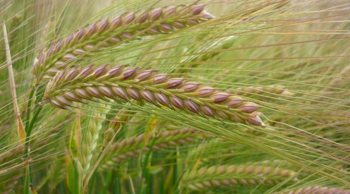 El mercado de cereales se ajusta a la baja ante la presión de la oferta y el alivio geopolítico cebada