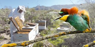 La sequía convierte al abejaruco en un “súper-depredador de abejas” abejaruco