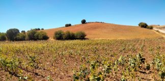 Nueva imagen para el «álbum de daños de caza en girasol»