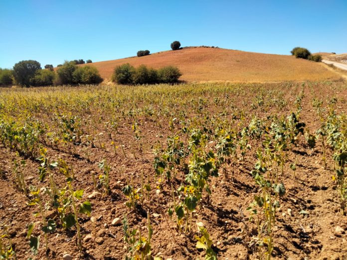 girasol daños fauna asaja cuenca