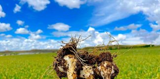 Ofrece soluciones biológicas para proteger el ajo frente a estrés y enfermedades ajos