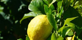 La nueva cosecha de cítricos será la más baja de las últimas diez campañas