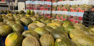 Los precios en origen de sandía y melón siguen a la baja melón