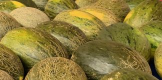 Los precios en origen del melón se hunden aún más mientras que los de la sandía repuntan ligeramente melón