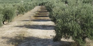 Advierten que si el empleo agrario se desvincula del subsidio se deja a los trabajadores eventuales del campo sin protección por desempleo olivos