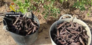 La Guardia Civil desarticula tres grupos delictivos dedicados a sustraer productos agrícolas guardia civil robos campo