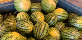 Denuncian el incumplimiento de la Ley de Cadena en las ofertas de compra de melón y sandía sandía