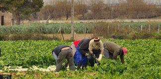 UGT Castilla-La Mancha pide un Convenio del Campo regional temporeros